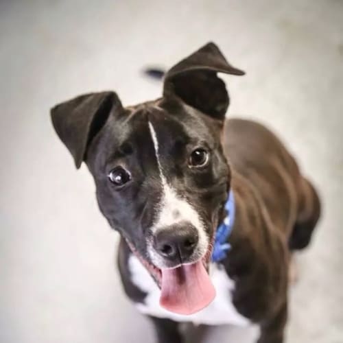 No photo for Sox ** Such A Good Natured Pup **