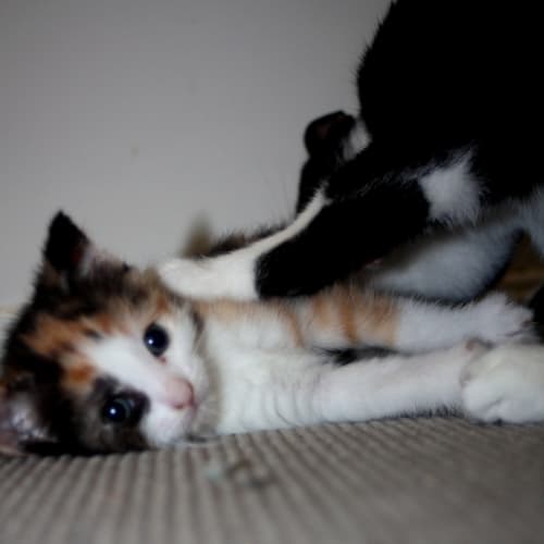 Aby