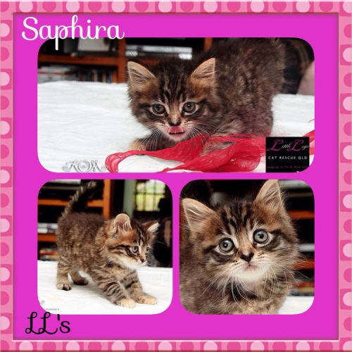Saphira 