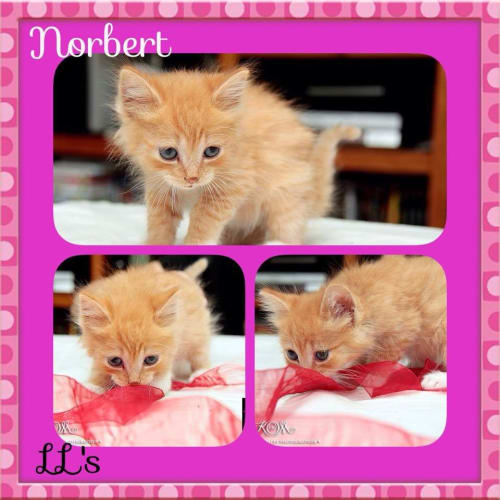 Norbert 