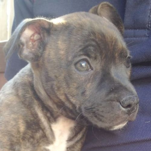 Clover ~ Rehomed 25/10/14