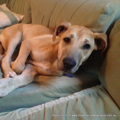 Daisy ~ ridgeback x (On Trial 15/10/14)