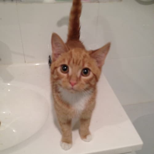 Ginger