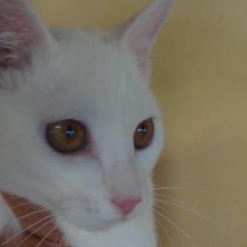 Malfoy