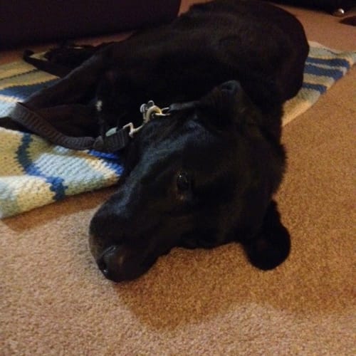 Albert <behavioural hold> ~ Labrador ~ Only $200