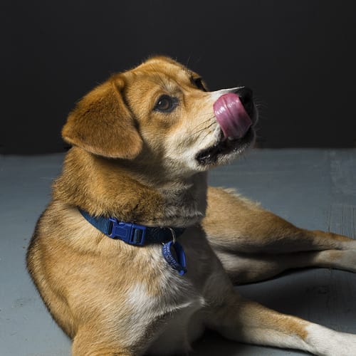 Roxy (On Trial 25/10/14)~ Beagle x Husky