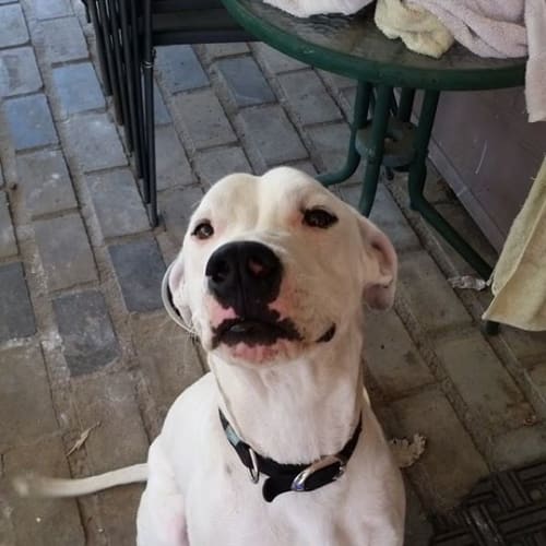 Zues