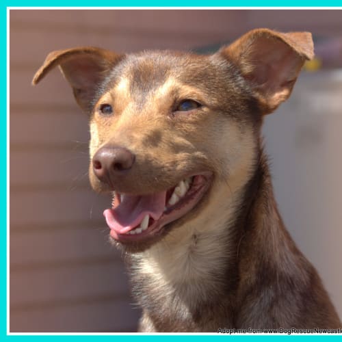 Odie (On hold 2/11/14)~ Kelpie x Chihuahua