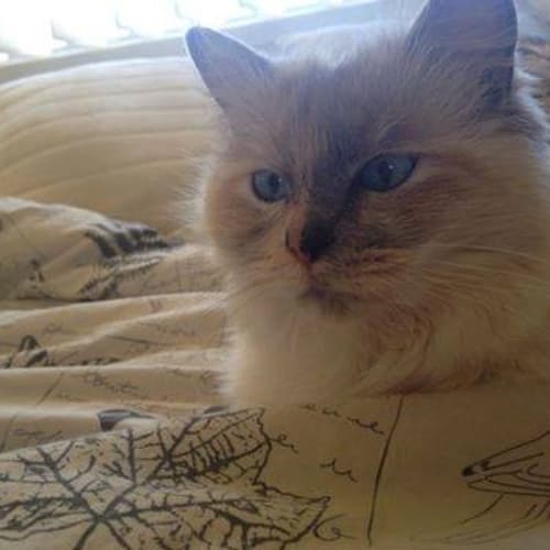 Mishka
