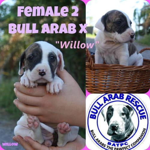 Willow