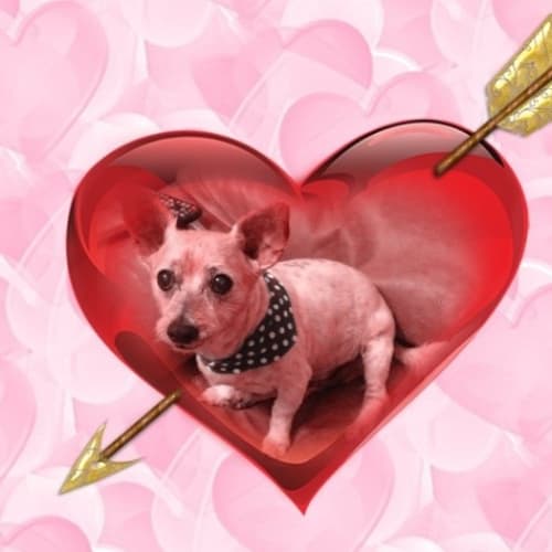 Spot ** A Sweet Angel **