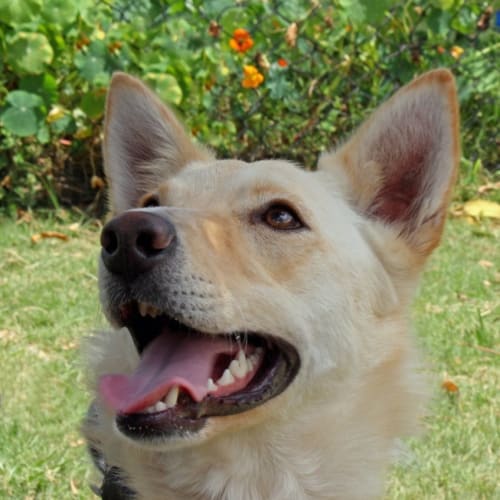 Sam