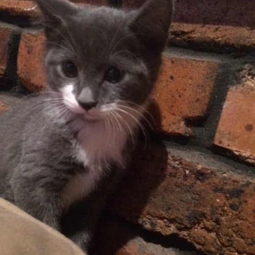 Paris and Georgia - Dual  (Pre-adopt)