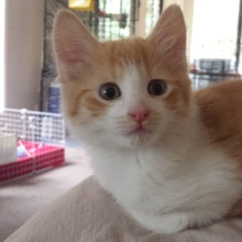 Oliver