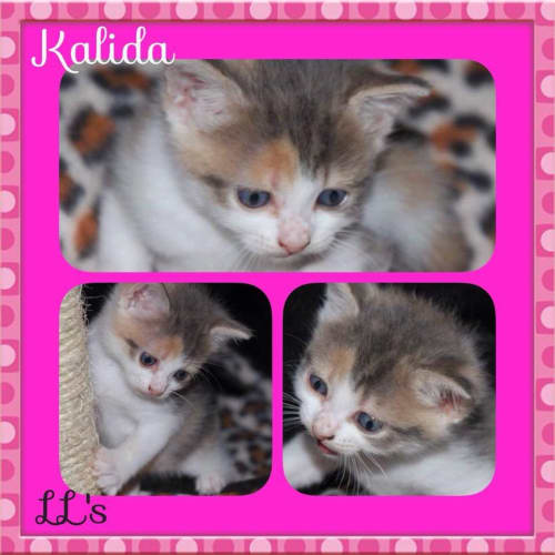 Kalida 