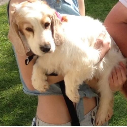 Jazz the Spaniel