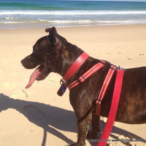 Bobby, English Staffy (On Trial 4/5/15)