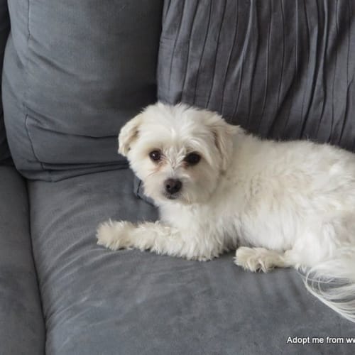 Pixie (On Trial 24/10/14) ~ Maltese, 4yo