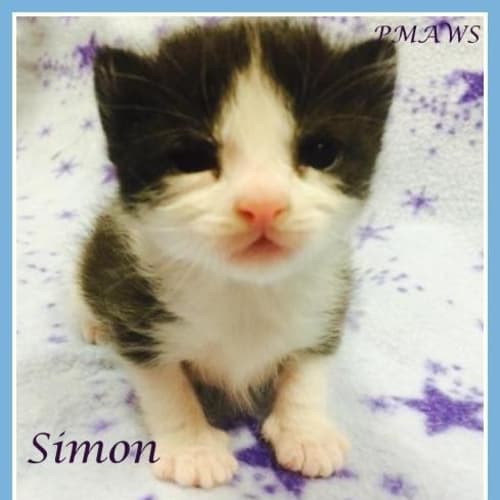 Simon