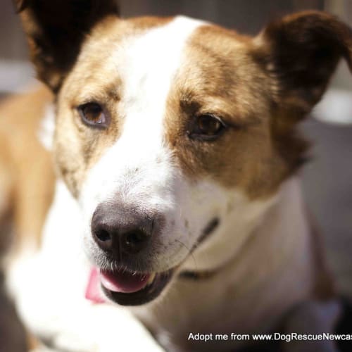 Shorty (On Trial 31/10/14) ~ female, Beagle x