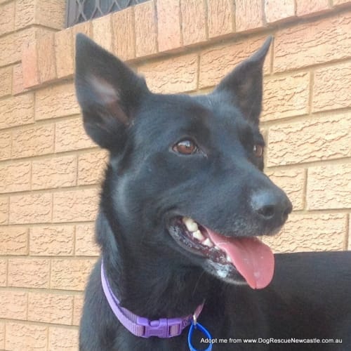 Shiloh (On Trial 2/11/14) ~ 1yo kelpie