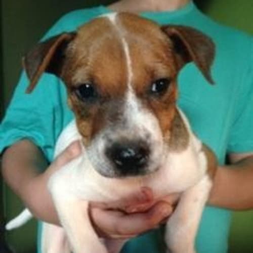 Stevie (Be D19361) 
