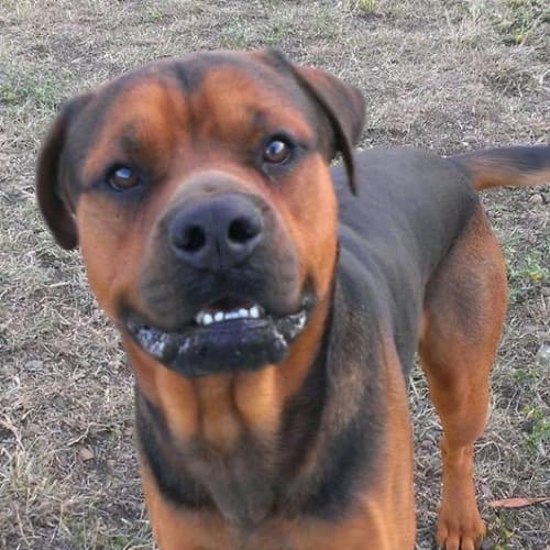 Rex