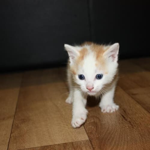 Oscar