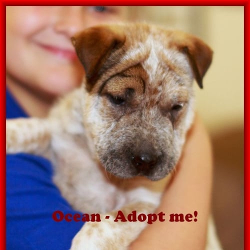 Ocean ~ On Trial 10/12/2014