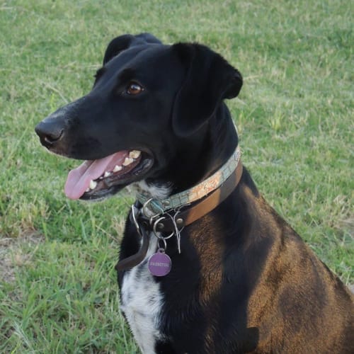 Roxy DL745