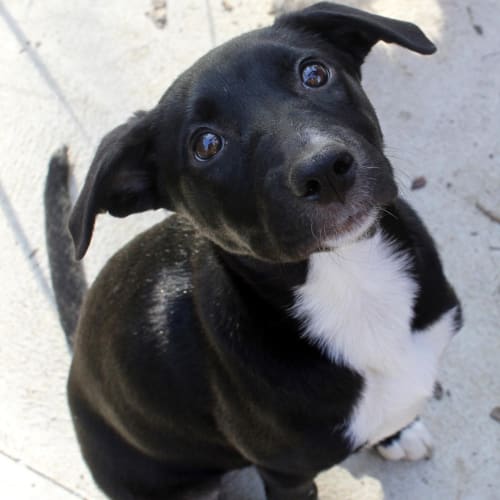 Jemima (On Trial 17/12/14)~ Rottweiler x Staffy