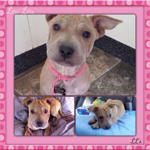 Lou Lou