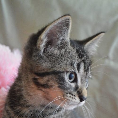Rupert