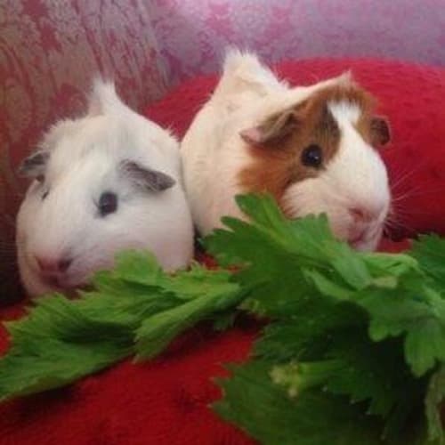 Oscar and Felix
