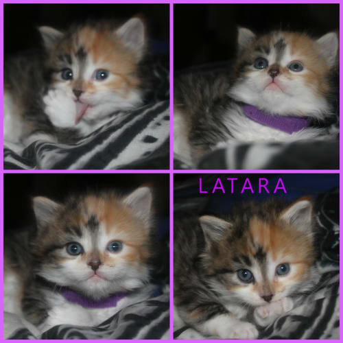 Latara