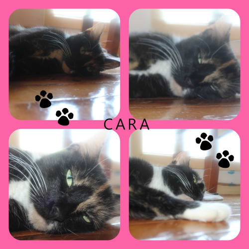 Cara