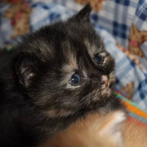 Evie