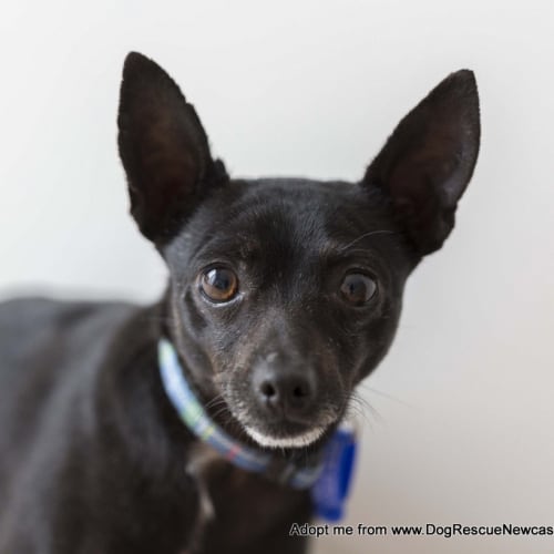 Pipsqueak (On Trial 10/12/14)~ male Chihuahua x