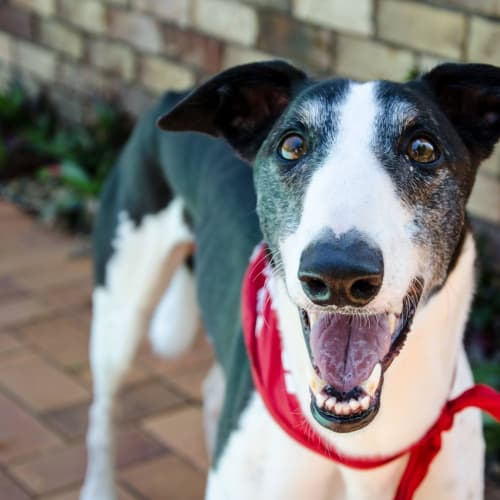 "BB". Brisbane. Romans, lend us your noses ...