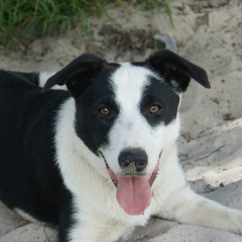 Floyd (On Trial 5/12/14) ~ border collie