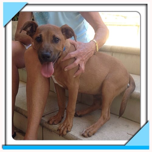 No photo for Buddy ** A Total Sweet Heart **