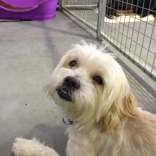 Gizmo  Claws n Paws Rescue @ Squawks