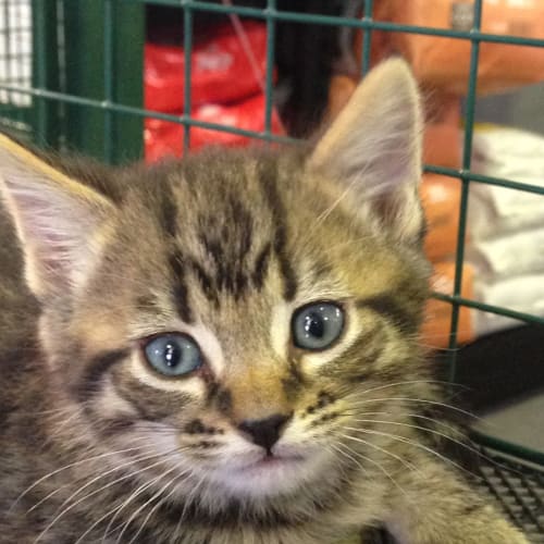 Missy Claws n Paws Rescue @ Squawks