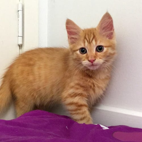 Oliver