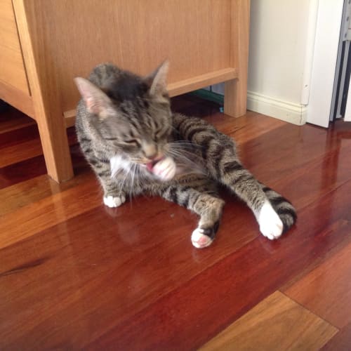 Lily (The Pet House, Erina Fair)