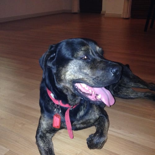 Buddy DL763
