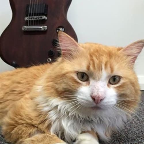 "Somerset" Purrfect Match