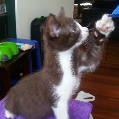 Cadbury
