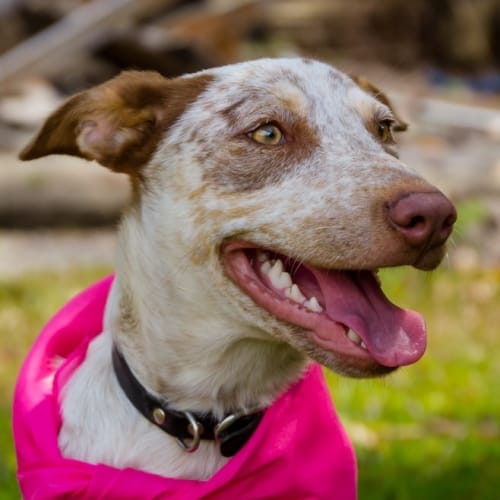 Pippa