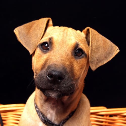 Avril (On Trial 25/11/14)~ Ridgeback x puppy